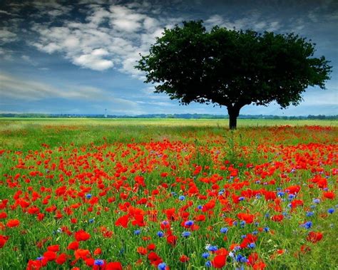 Flower Meadow Wallpapers Top Free Flower Meadow Backgrounds