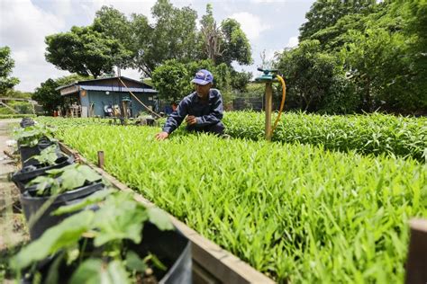 Mpsepang Anjur Anugerah Kebun Komuniti Galak Penduduk Guna Inisiatif