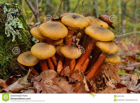 Armillaria Mushroom Cluster Stock Photo Image Of Edible Nature 98819120