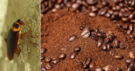 To accomplish a coarse grind, you are going to need a pretty good burr grinder. 10 Facts You'll Wish You Never Knew