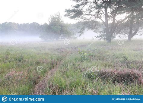 Path On Meadow With Pine Trees On Misty Morning Stock Photo Image Of