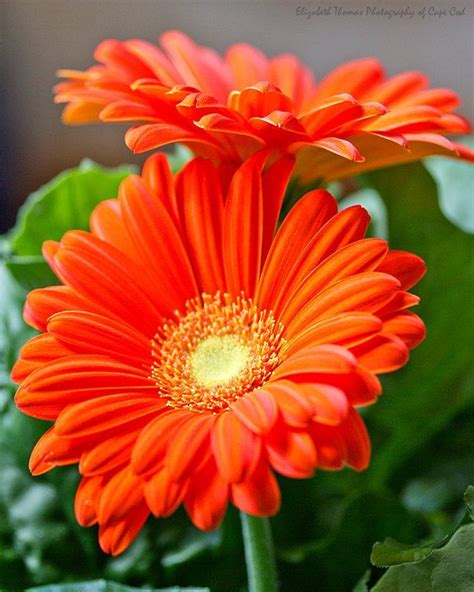 Bright Orange Gerber Daisies Fine Art Photograph Flower Photography