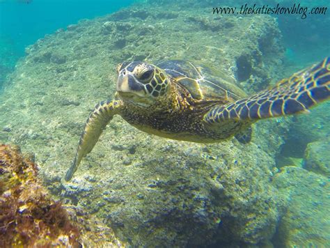 Here Are The Best Places To Swim With Turtles On Oahu Oahu Best
