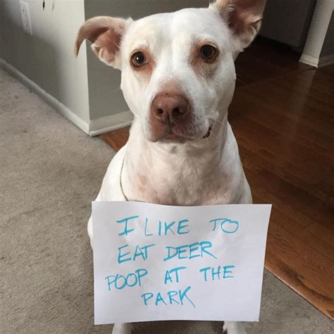 16 Best Moments Of Dog Shaming The Dog People By