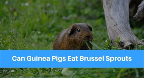 Children, the elderly, pregnant women and people with compromised immune systems may want to avoid eating bean sprouts, especially uncooked ones. Can Guinea Pigs Eat Brussel Sprouts? - Petsolino