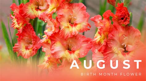 August Birth Flower Gladiolus Octopussgardencafe