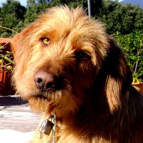 The griffon fauve de bretagne is one of the three ancient french scent hound breeds. Griffon Fauve de Bretagne | Griffons