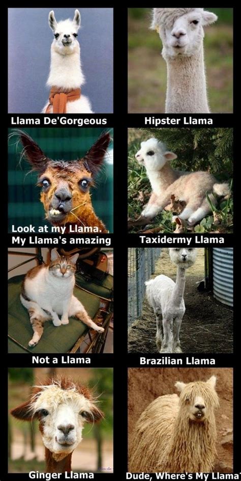 Llamas Nancy I Hope You Enjoy These As Much As Me Funny Llama Llama
