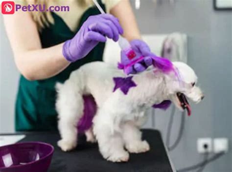 Dog Hair Dye: Choose, What Ingredients are Safe? Different Types