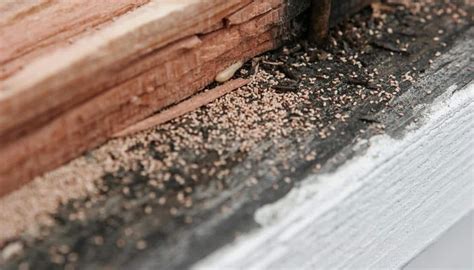 4 Secret Signs Of Termites In Yard That You Must Know