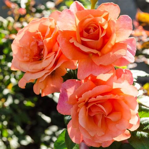 Spring Hill Nurseries Orange Flowering Easy Does It Floribunda Rose 1