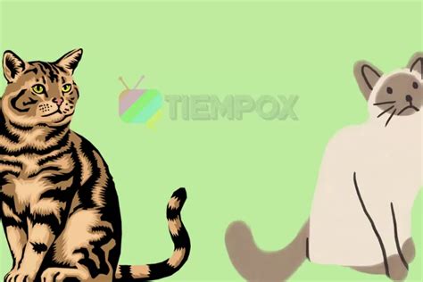 Tes Kepribadian Pilih Gambar Kucing Ini Maka Kamu Akan Tahu Seperti
