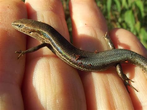 Garden Skink Project Noah