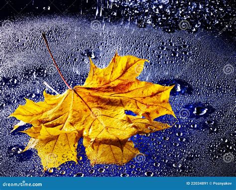 Leaf Floating On Water With Rain Stock Image Image Of Multi Nature