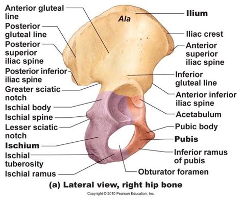 The Ilium Is The Largest Of The Three Parts Of The Os Coxa And Sits