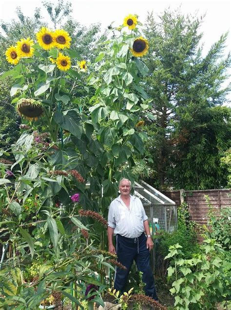 25 King Kong Sunflower Seeds Largest And Tallest Multi Headed Variety