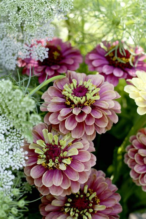 Check spelling or type a new query. Six zingy Zinnias to grow in 2017 - The English Garden
