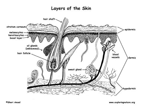 Skin Diagram For Kids