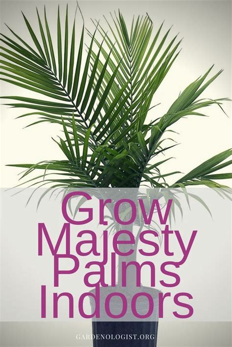 Majesty Palm Grow It In A Pot Indoors Gardenologist Majesty Palm