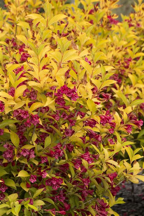 Golden Jackpot Weigela Plant Library Pahls Market Apple Valley Mn