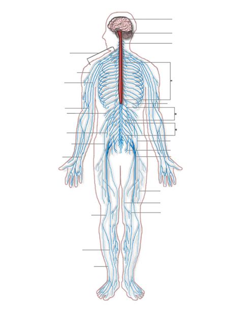 Download this peripheral nervous system medical vector illustration diagram with full body nerve scheme vector illustration now. Nervous system diagram blank - /medical/anatomy/nervous ...