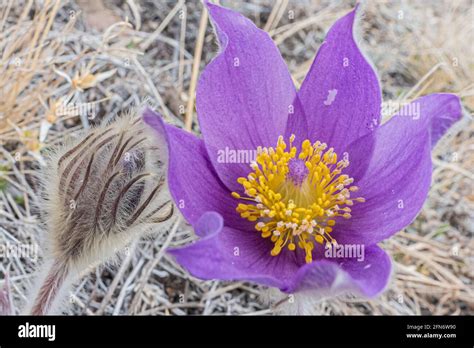 Front On And Side Profile Of Bunch Of Crocus Pasque Purple Flower In