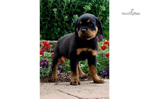 The mother dog will rarely leave her puppies alone, wait for a week before washing her. Regina: Rottweiler puppy for sale near Fort Wayne, Indiana. | afdcc453d1