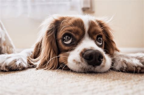 Signs Your Dog Is Stressed How To Tell And What To Do Berkshire Dogs