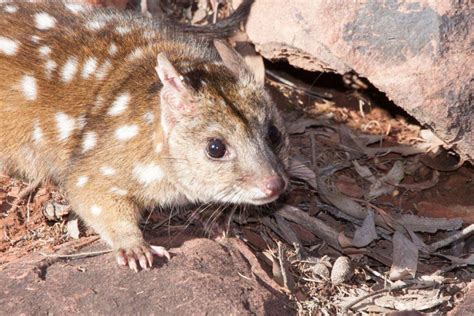 Western Quolls And Brush Tailed Possums Surviving Well The Foundation