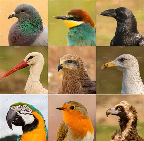 Portraits Of Different Birds ~ Animal Photos ~ Creative Market