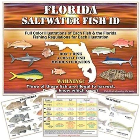 Florida Saltwater Fish Id