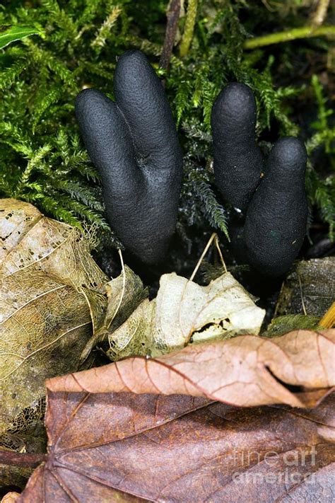 Dead Mans Fingers Xylaria Polymorpha Photograph By Dr Keith Wheeler