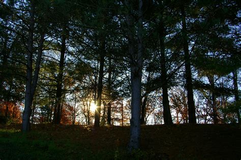 Free Stock Photo Of Morning Sun Sun Through Trees Trees
