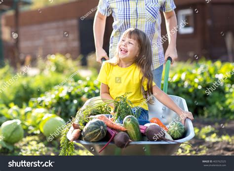 Little Kid Girl Inside Wheelbarrow Vegetables Stock Photo 403762525