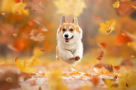 Fall Wallpaper With Dogs
