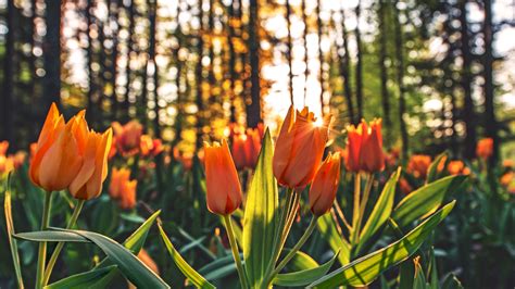 Orange Tulips Hd Hd Flowers 4k Wallpapers Images Backgrounds