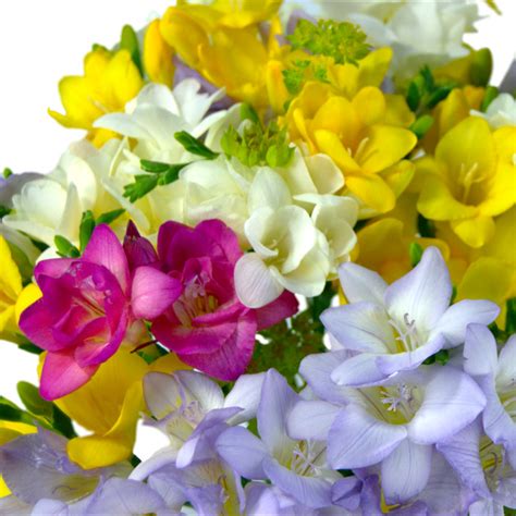 8 Fascinating Freesia Facts Blog Send Flowers Online Free Uk