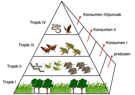 Contoh Diagram Jaring Jaring Makanan Dari Interaksi Antara Makhluk