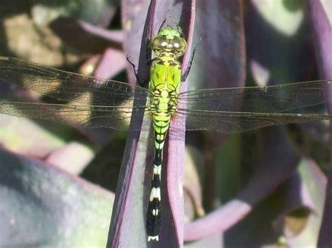 Pin On Dragonflies