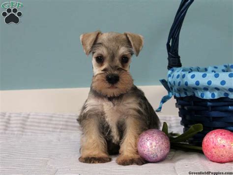 Buy, sell and adopt miniature schnauzer dogs and puppies near you. Miniature Schnauzer Puppies For Sale | Greenfield Puppies