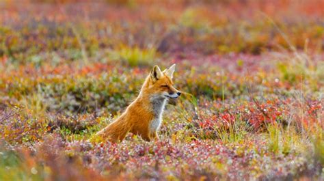 Red Fox In Denali National Park And Preserve Alaska