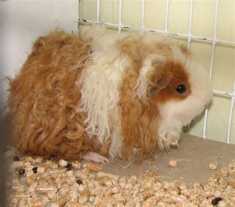 Breeders have created a lot of different types of guinea pigs by selective breeding to emerge some characteristics or even to avoid it. piggylove: Piggy breeds