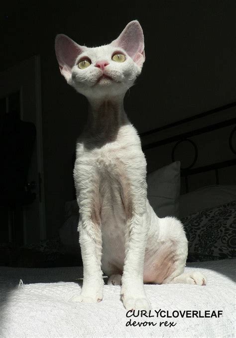 Devon Rex Plemena Modrý Kocouřcz