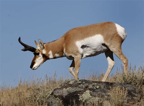 Antelope The Biggest Animals Kingdom