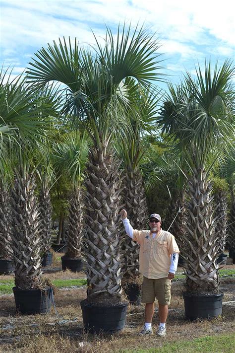 Sabal Palm Trees For Sale Wholesale Palm Trees Davenport Nursery