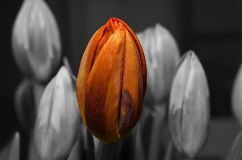 1280x720 Wallpaper Selective Color Of Tulip Flower Peakpx