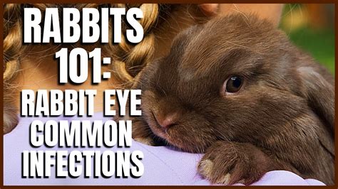 Rabbit 101 Rabbit Eye Common Infections Youtube