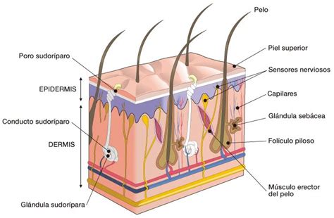 Órgano Del Tacto Anatomia Sentido Del Tacto Aprendizaje Y Tercer Grado