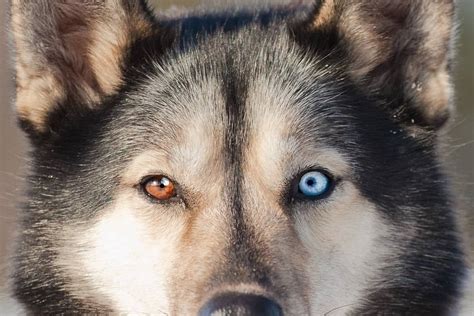 Husky Eye Colors All Eye Colors Explained With Pictures