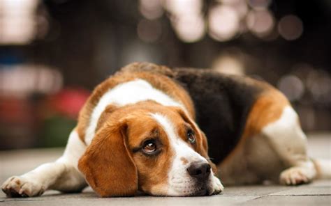 732472 Dogs Beagle Glance Rare Gallery Hd Wallpapers